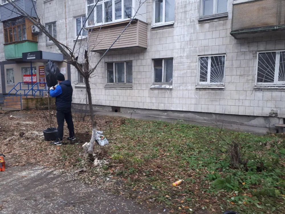 Посадка деревьев