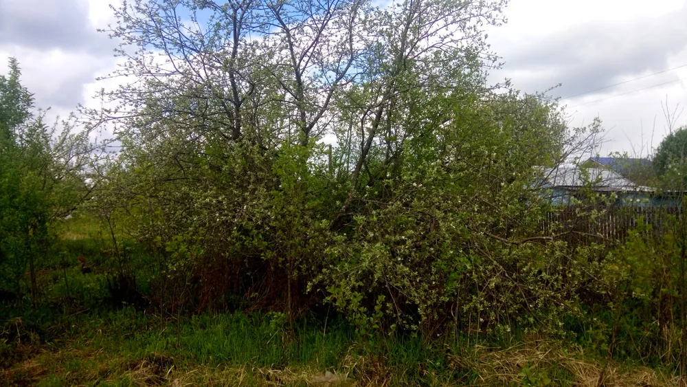 Расчистка сада, Старое