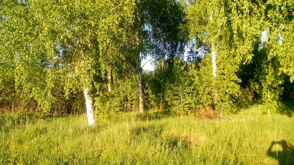 Расчистка участка, Мухоедово