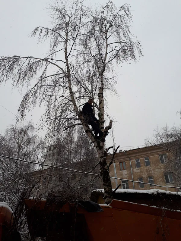 Спил деревьев, Холодный переулок