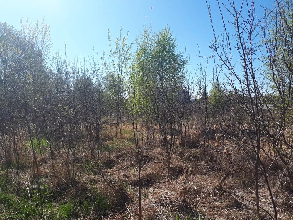 Расчистка участка, Богородский район оранки