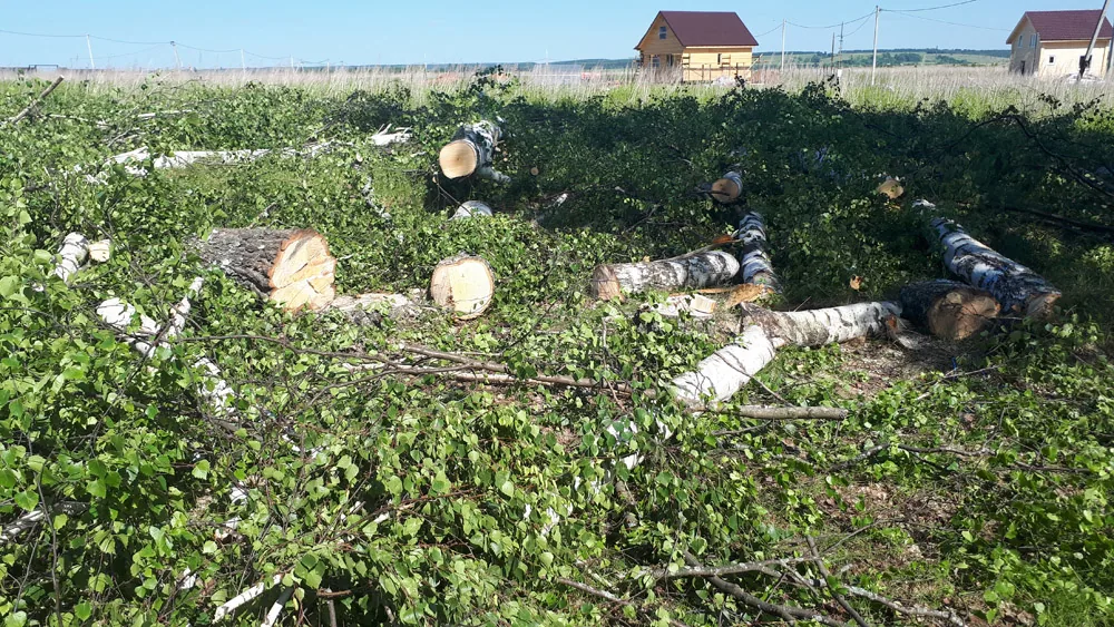 Спил деревьев в саду, Каменки