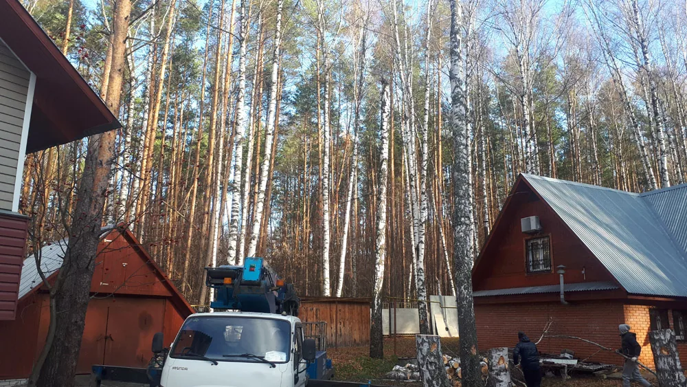Спил деревьев на автовышке, Бугры
