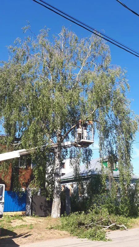 Спил деревьев на автовышке, Стригино