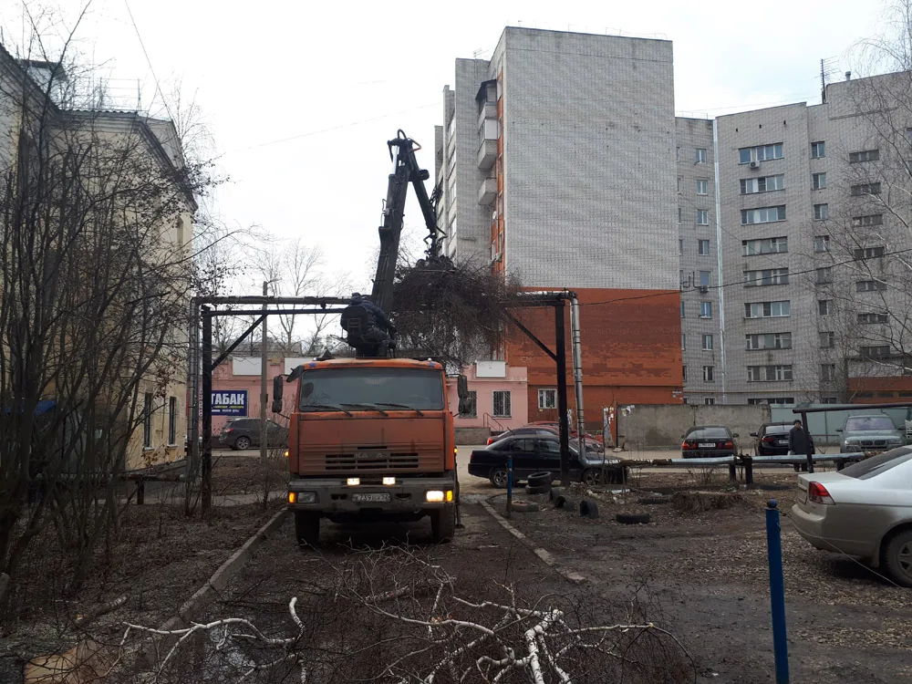 Спил деревьев, Сортировка