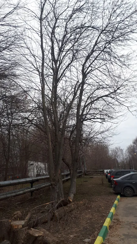 Спил деревьев, Кузнечиха