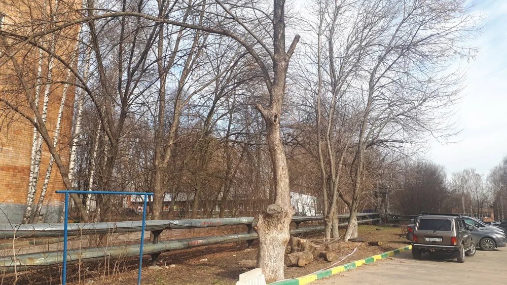 Спил деревьев, Кузнечиха