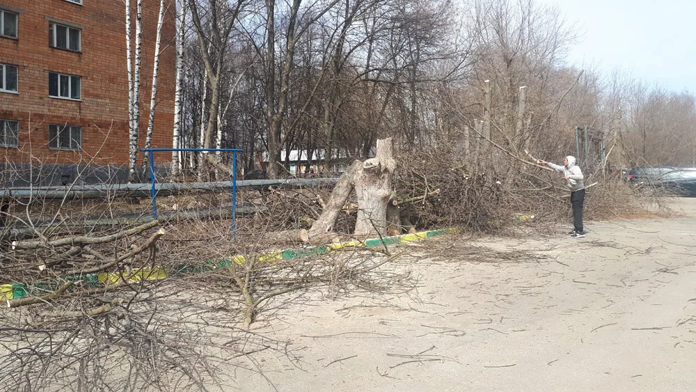 Спил деревьев, Кузнечиха