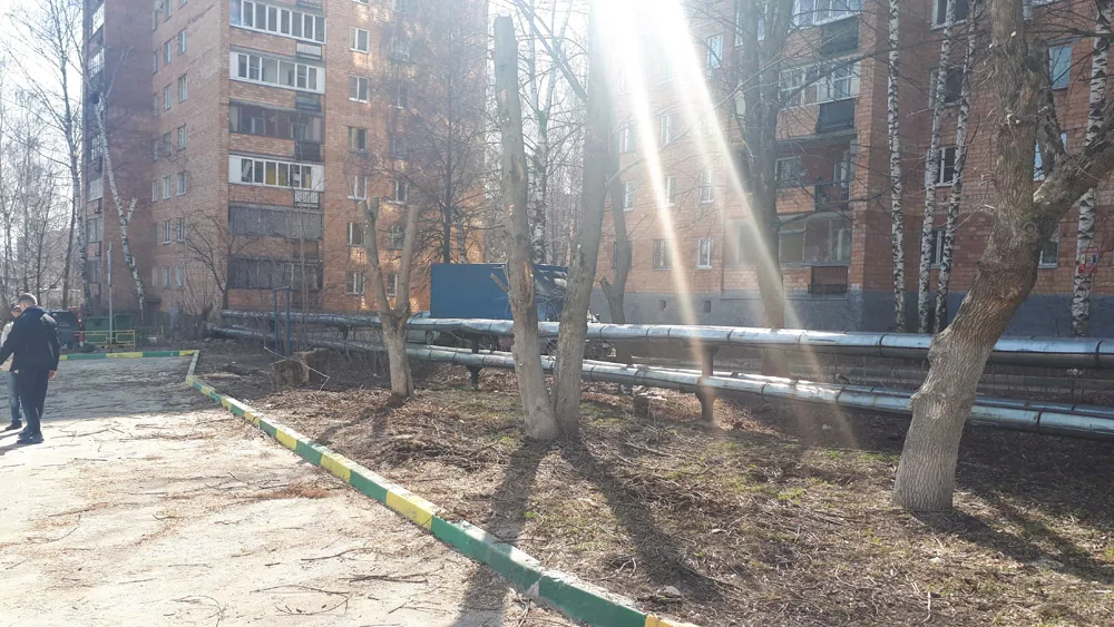 Спил деревьев, Кузнечиха