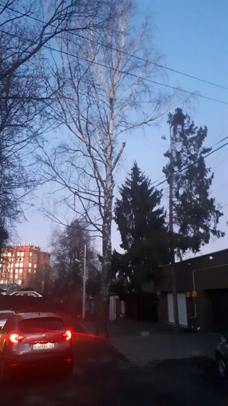 Спил деревьев, Лапшиха