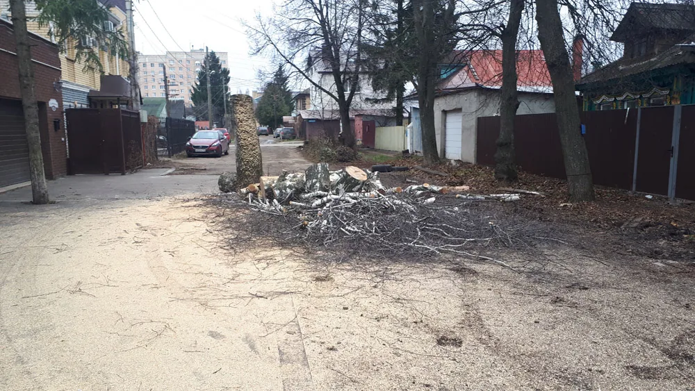 Спил деревьев, Лапшиха