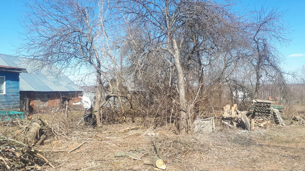 Спил деревьев, Нижегородец