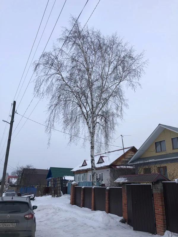 Спил деревьев, Балахна