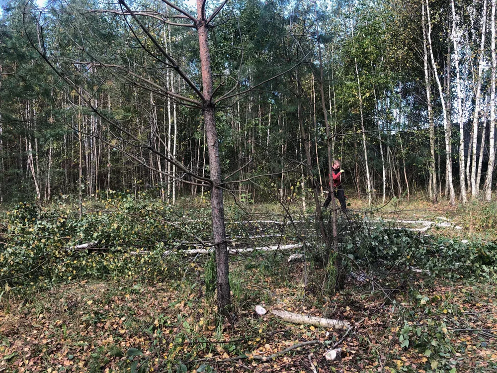 Спил деревьев, Каменки