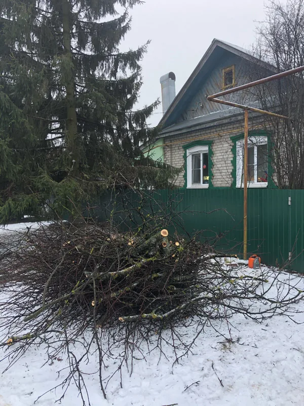 Спил деревьев, Кантаурово
