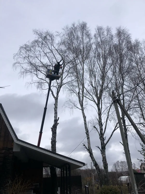 Спил деревьев, Першино, Шелухово