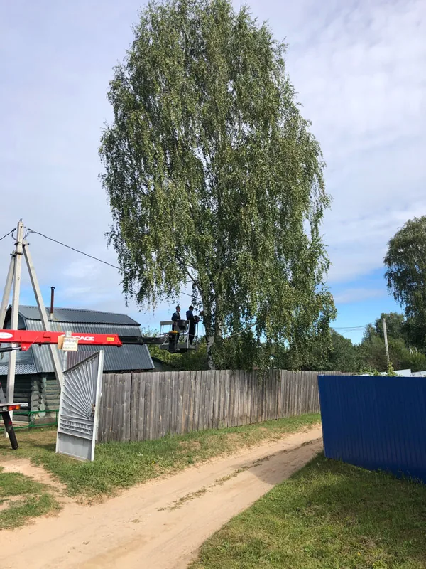 Спил деревьев, СНТ Ситники