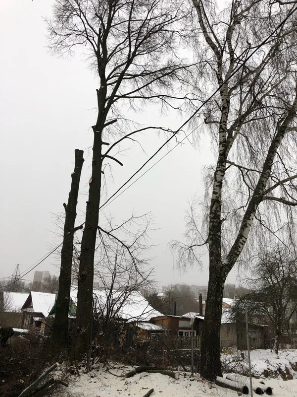 Спил деревьев, ул. Вишневая, Нижний Новгород