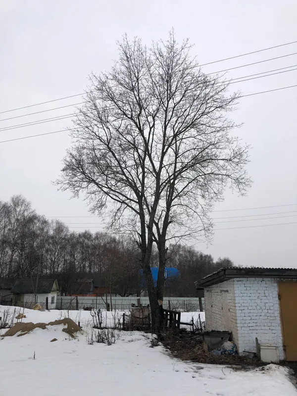 Спил деревьев, Железнодорожный