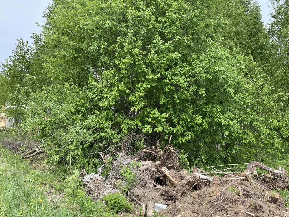 Расчистка участка, Бурцево, ул. Озёрная