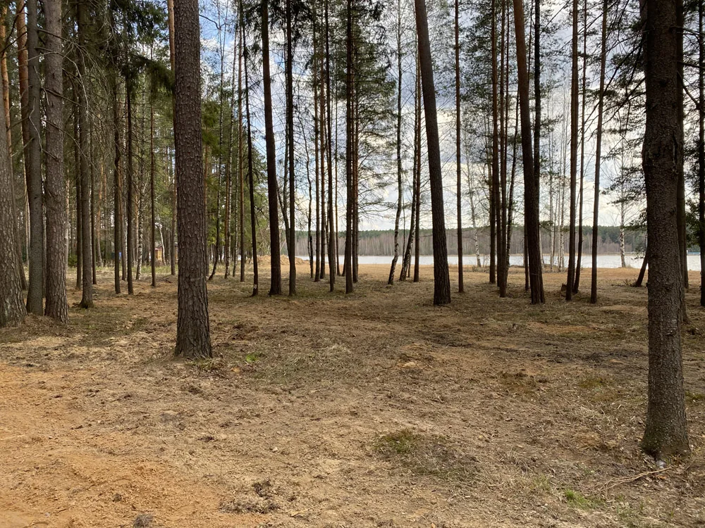 Благоустройство берега Горьковского моря, расчистка участка, уборка леса