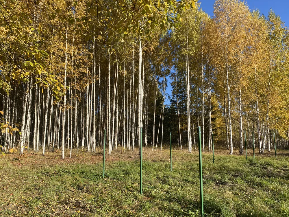 Расчистка участка, Нижегородец