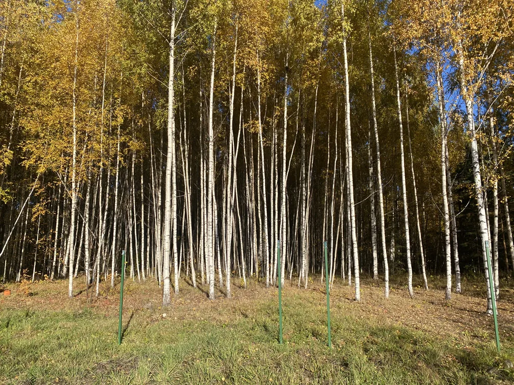 Расчистка участка, Нижегородец