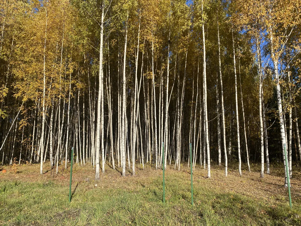 Расчистка участка, Нижегородец