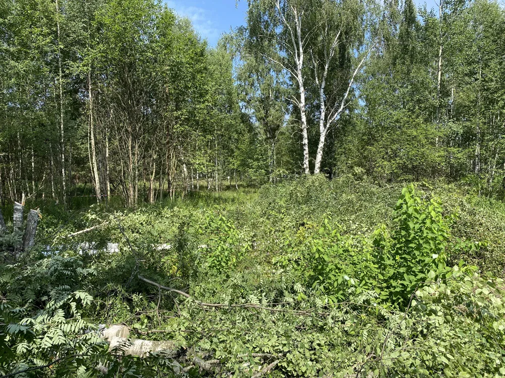 Расчистка участка, Лесная поляна