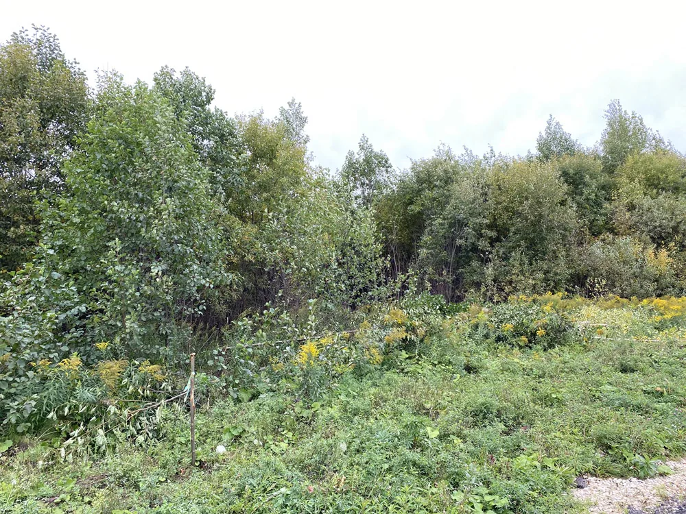 Расчистка участка, Ройка