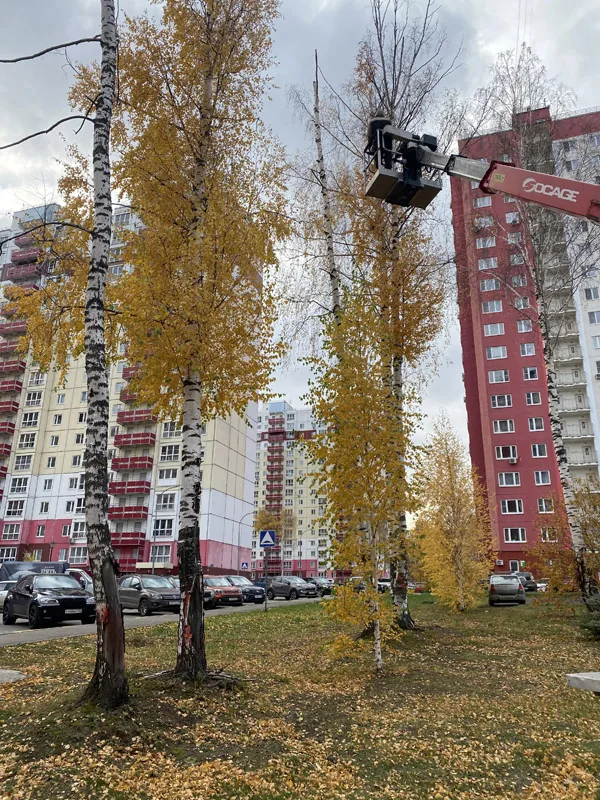 Спил деревьев, ЖК Белый город, Нижний Новгород