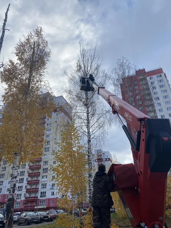 Спил деревьев, ЖК Белый город, Нижний Новгород