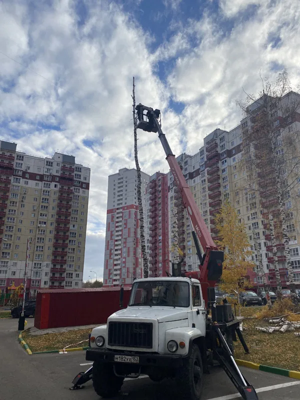 Спил деревьев, ЖК Белый город, Нижний Новгород