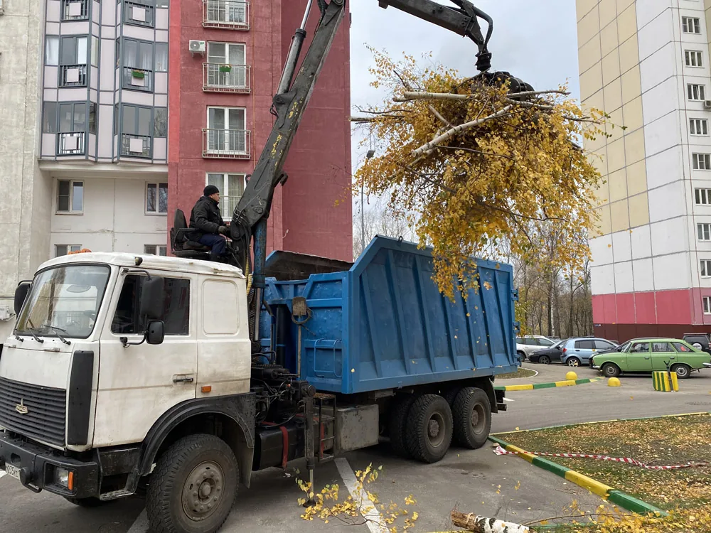Спил деревьев, ЖК Белый город, Нижний Новгород