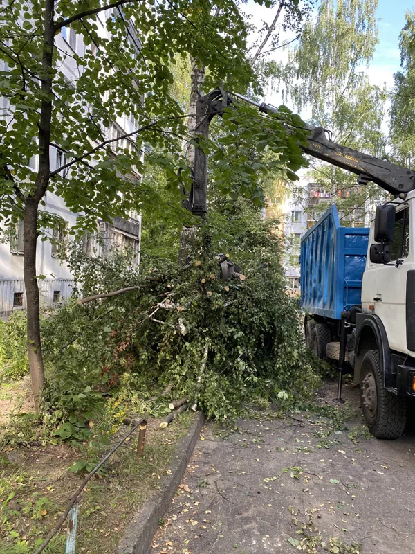 Спил деревьев, ул. Ивлиева, Нижний Новгород