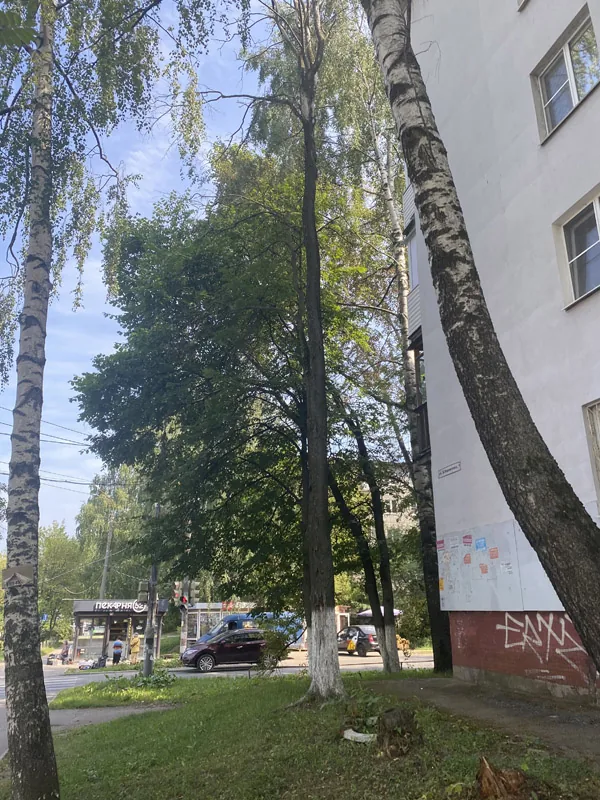 Спил деревьев, ул. Корнилова, Нижний Новгород