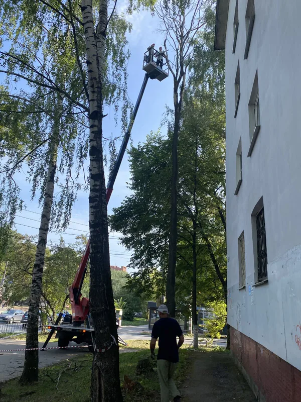Спил деревьев, ул. Корнилова, Нижний Новгород