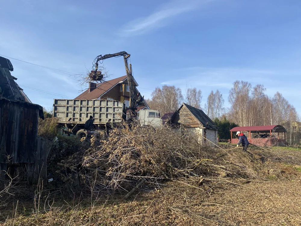 Спил деревьев, Курцево