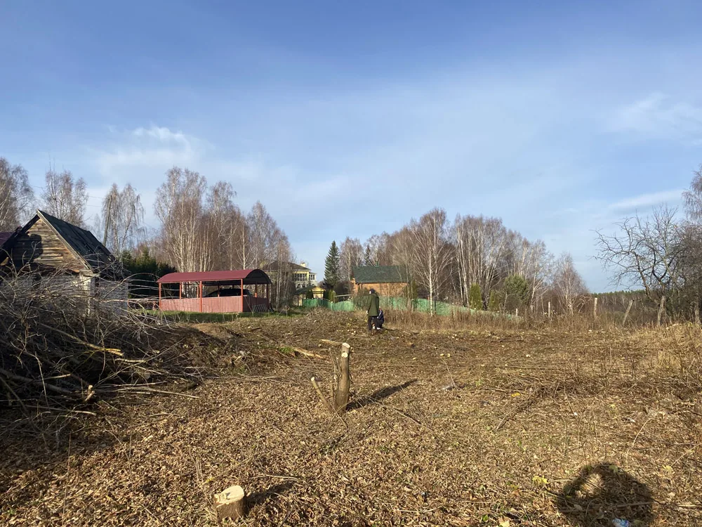 Спил деревьев, Курцево