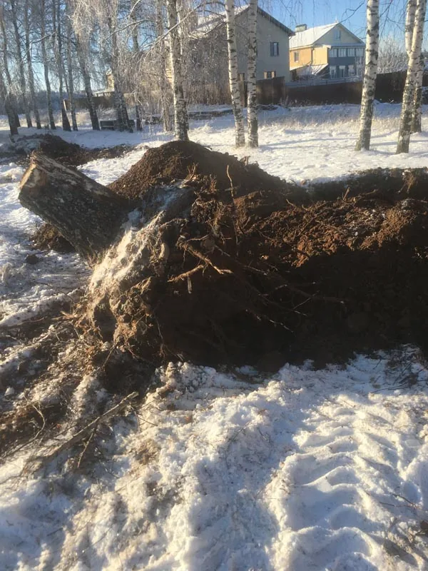 Расчистка участка, спил деревьев, удаление пней, Богородск